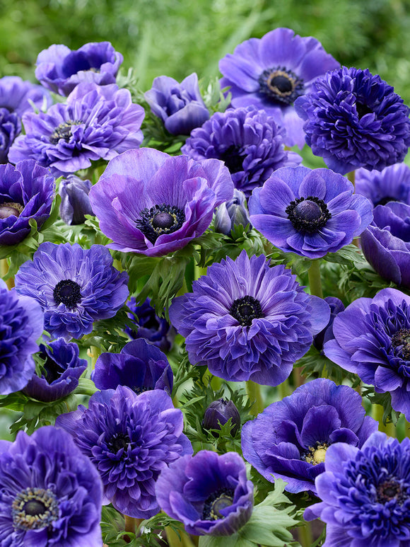 Kaufen Sie Anemone True Blue Kollektion, pflanzen und versenden Sie im Herbst
