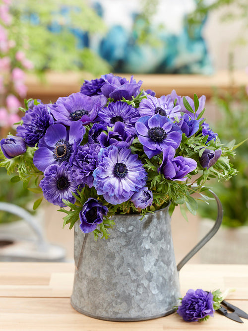 Kaufen Sie Anemone True Blue Kollektion, Lieferung nach Deutschland im Herbst