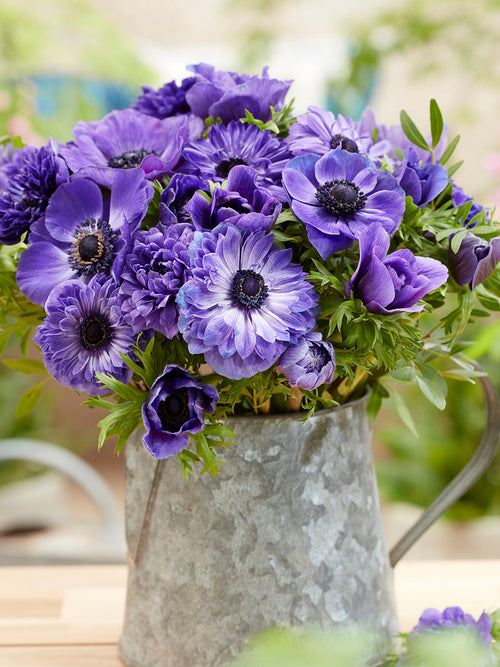 Kaufen Sie Anemone True Blue Kollektion, Pflanzung im Herbst