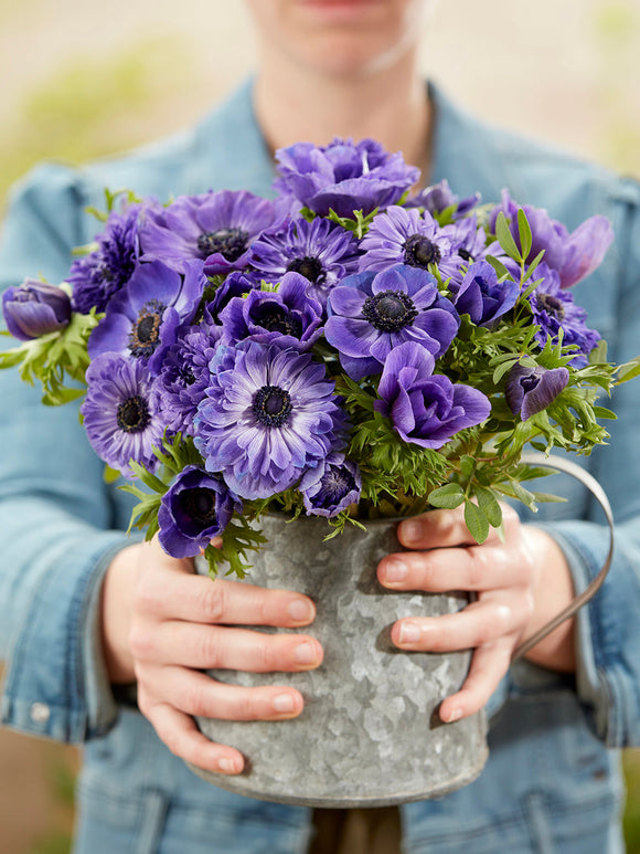 Anemone True Blue Kollektion