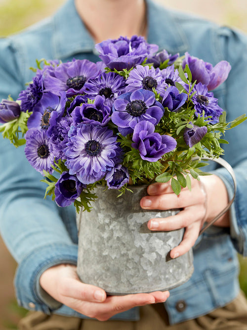 Kaufen Anemone True Blue Kollektion