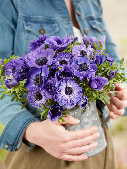 Anemone True Blue Anemonen Kollektion