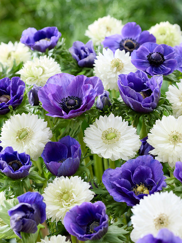Anemonenzwiebeln White Blues Kollektion