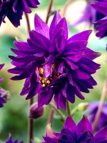 Akelei (Aquilegia) Blue Barlow