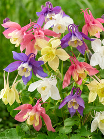 Akelei (Aquilegia) McKana Hybrids Mischung