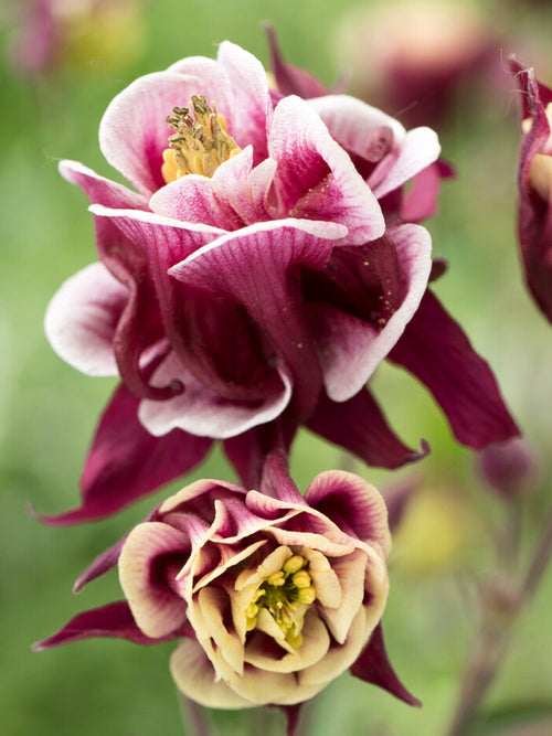 Buy Columbine Winky Red and White (Aquilegia) for Spring planting
