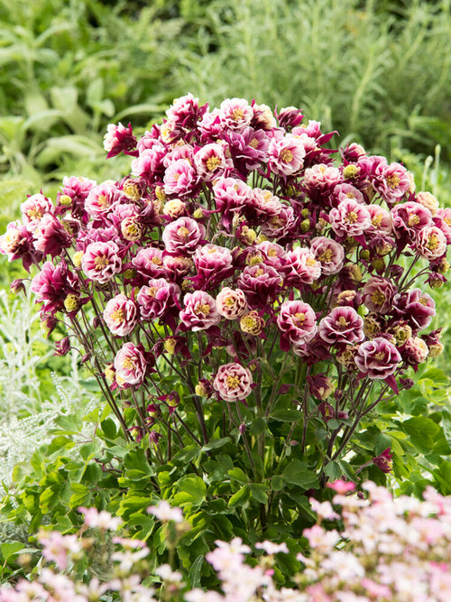 Columbine Winky Red and White (Aquilegia)