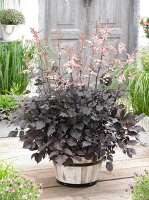 Astilbe Chocolate Shogun (Prachtspiere)