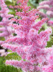 Astilbe Heart and Soul (Prachtspiere)