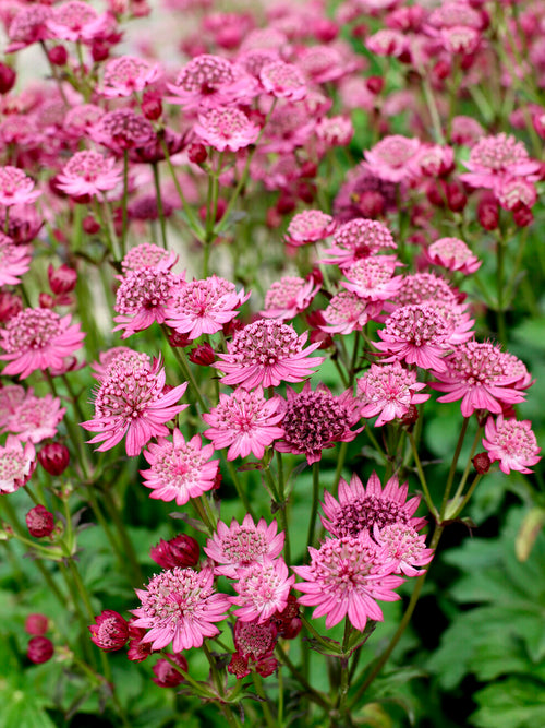 Astrantia major ‘Cerise Button’