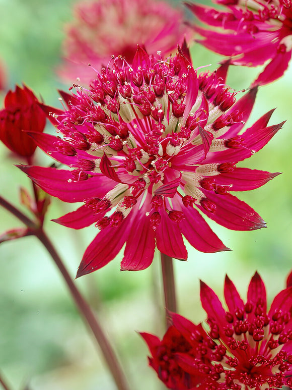 Sterndolde Astrantia Major Claret