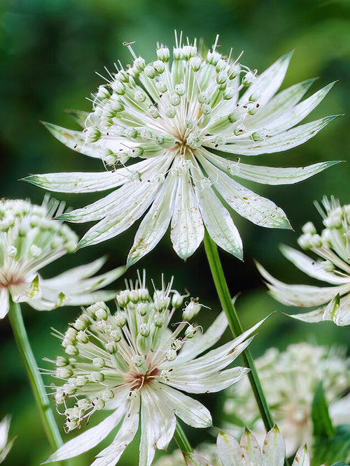 Kaufen Astrantia (Sterndolde) Major Shaggy