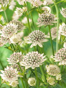 Astrantia (Sterndolde) Major Star of Billion