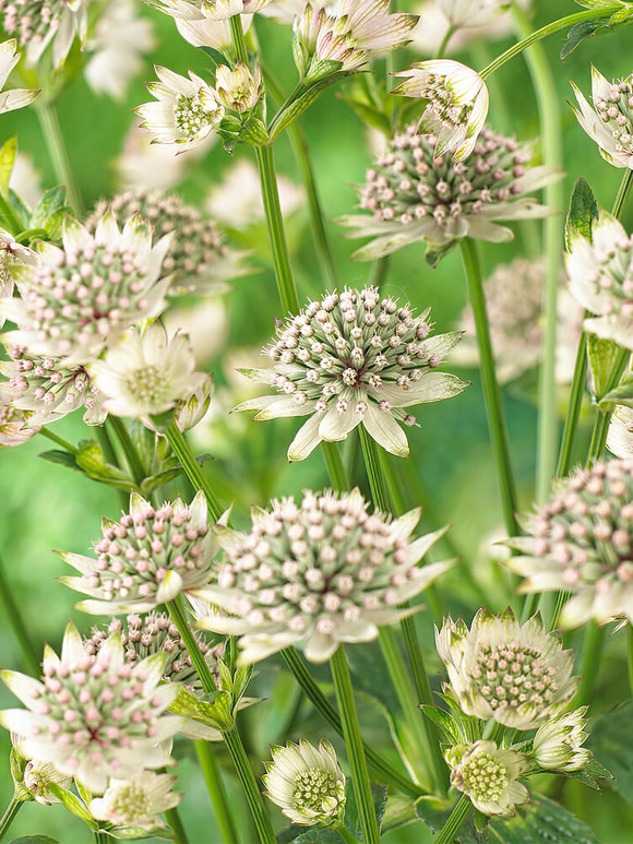 Astrantia Major Star of Billion Sterndolde