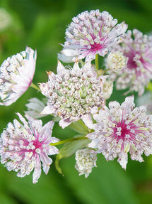 Astrantia (Sterndolde) Major Superstar