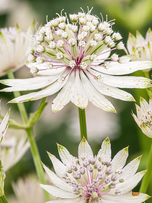 Astrantia major Superstar Kaufen
