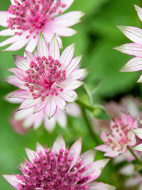 Astrantia Superstar Wurzelnackte Pflanzen