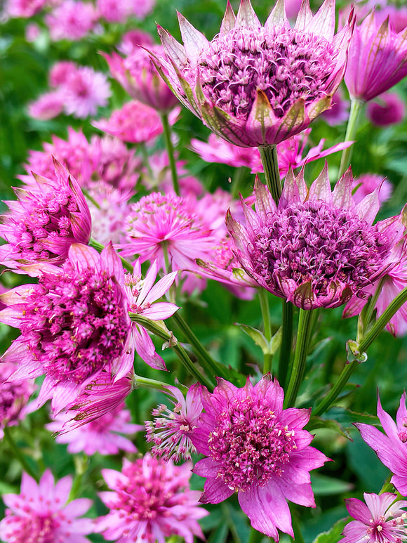 Astrantia Major Venice Sterndolde Kaufen