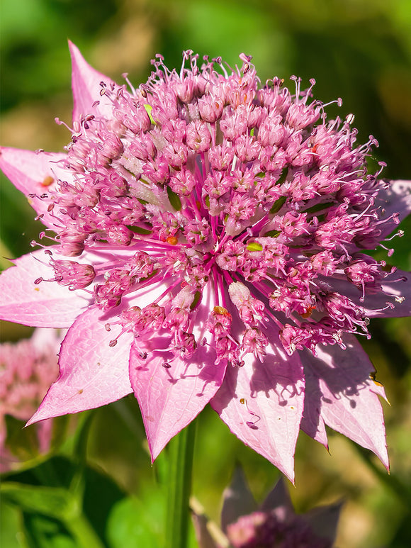 Sterndolde - Astrantia Major Venice