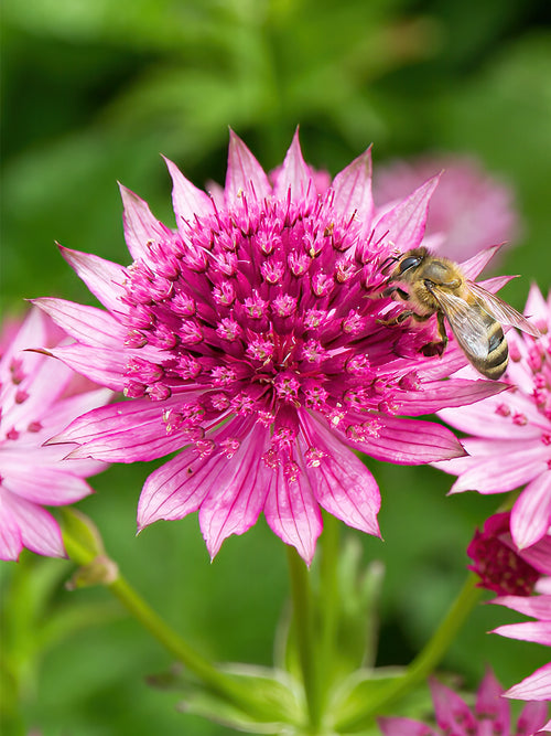 Astrantia Major Venice - Sterndolde