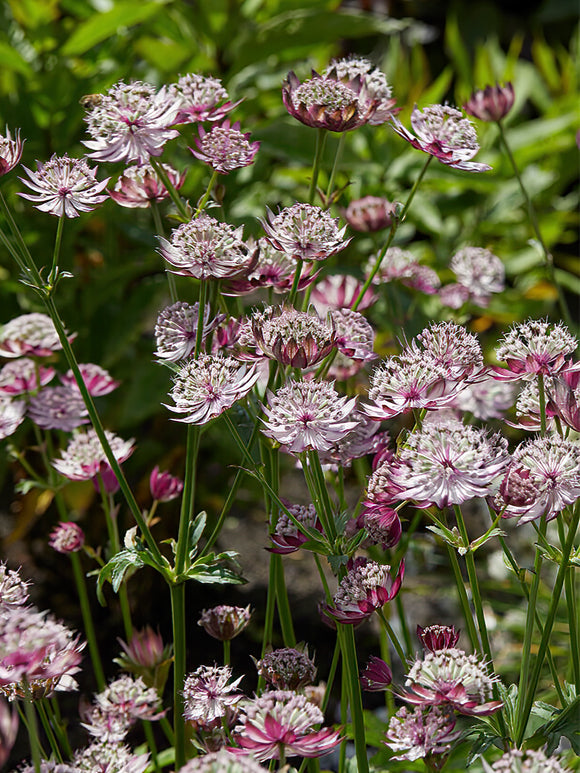Astrantia - Sterndolde - Midnight Owl