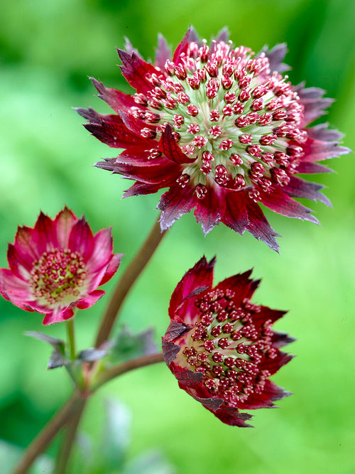 Astrantia 'Moulin Rouge' Staude für sonnige und halbschattige Standorte