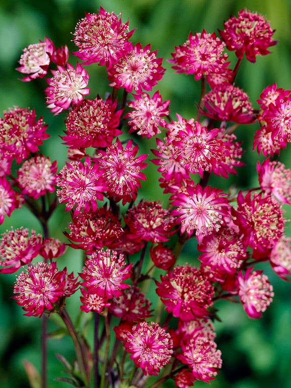 Sterndolde 'Moulin Rouge' kaufen, winterharte Gartenstaude