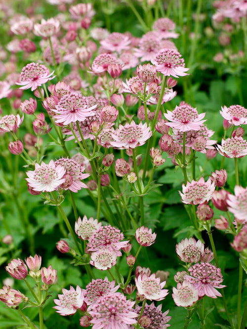 Astrantia major 'Pink Button' (Sterndolde) mit zartrosa Blüten