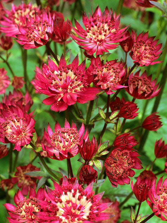 Astrantia 'Red Button' Staude für sonnige und halbschattige Standorte
