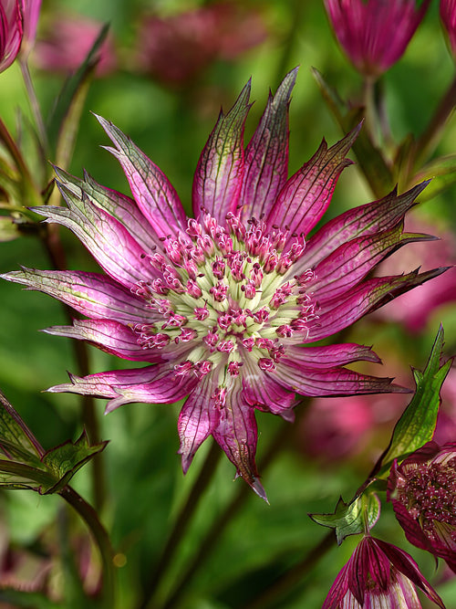 Astrantia Star of Love (Sterndolde)