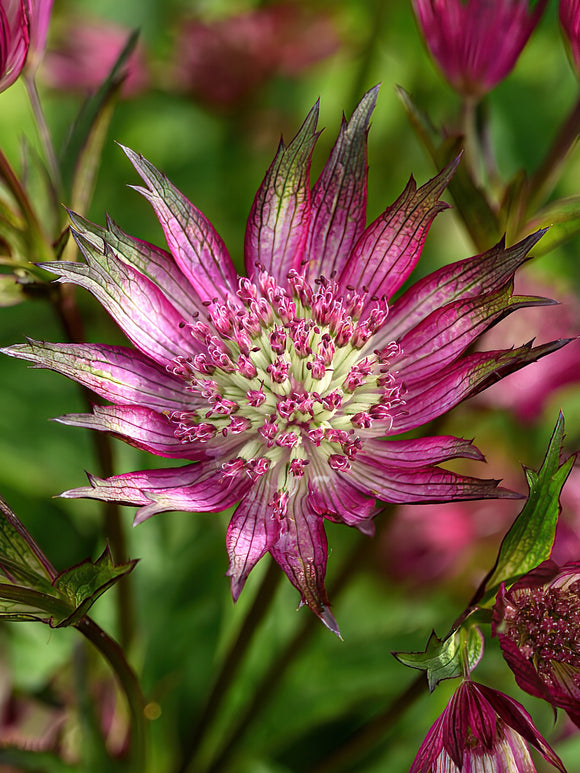 Astrantia Star of Love (Sterndolde)