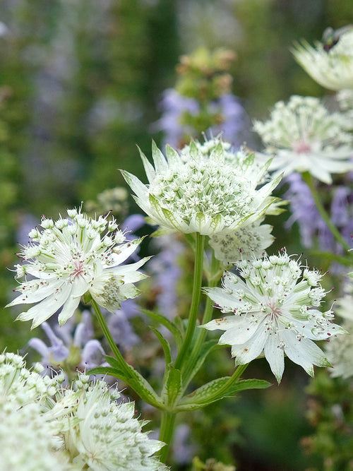 Astrantia major 'White Button' (Sterndolde) mit weißen Blüten