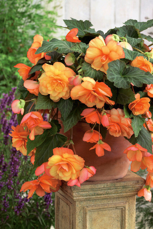 Begonia Cascade Sunray - Stauden kaufen