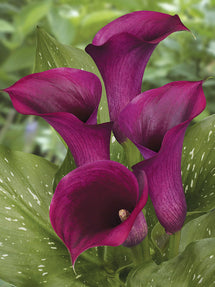 Calla Lilie Captain Promise
