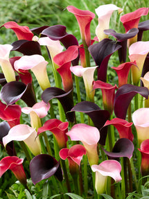Calla Lilie Twilight Trio Collection