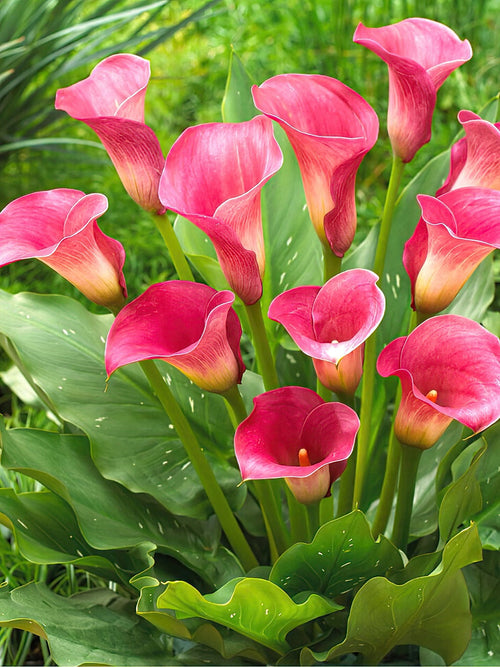 Calla Lilie Captain Romance