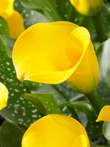 Calla Lilie Gold Cup