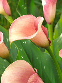 Calla Lilie Captain Rosette