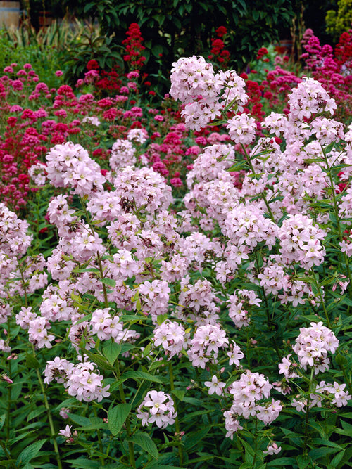 Campanula lactiflora Loddon Anne – Dolden-Glockenblume
