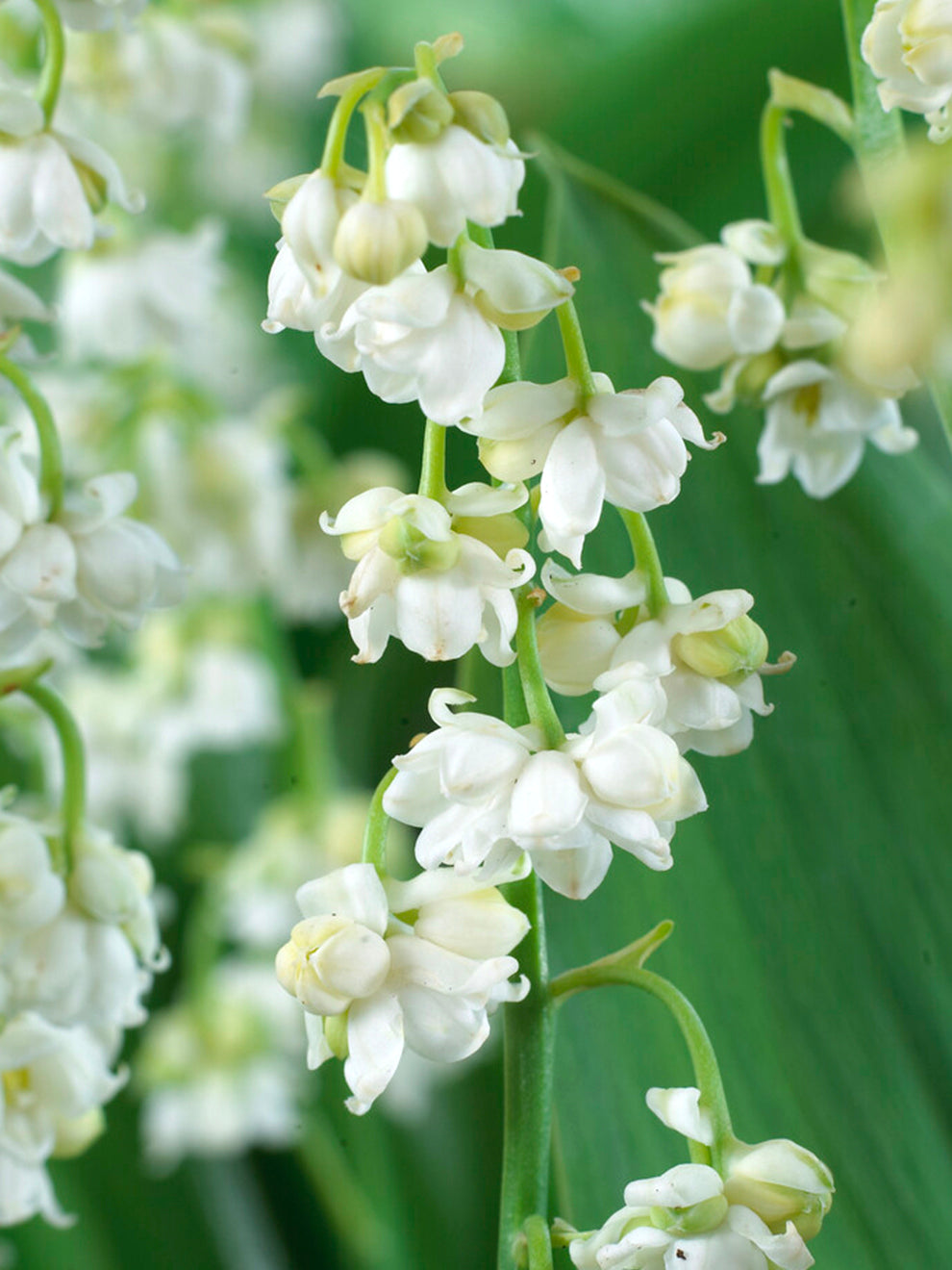 Maiglöckchen 'Prolificans' kaufen | Gefüllte Blüten