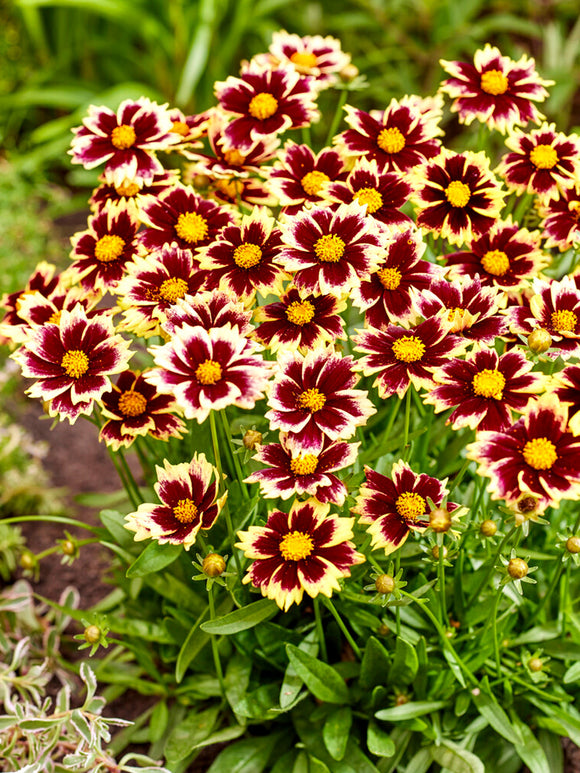 Kaufen Coreopsis Solar Fancy (Mädchenaugen)