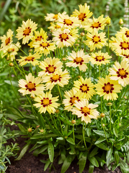 Coreopsis Solar Moon (Madchenaugen) Stauden bestellen