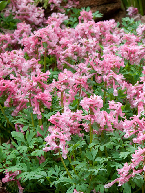 Lerchensporn Corydalis ‘Beth Evans’ in schattigem Gartenbeet