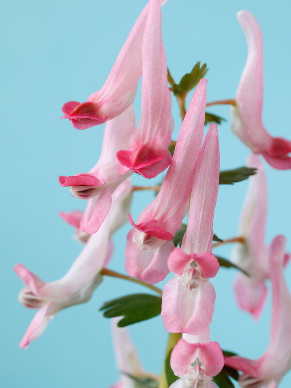 Frühjahrsblüte von Corydalis ‘Beth Evans’ in rosa Tönen