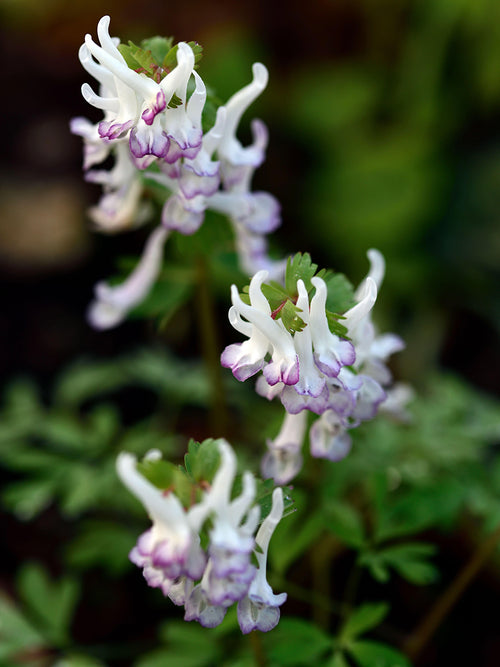 Lerchensporn Corydalis ‘Merlin’ im schattigen Garten