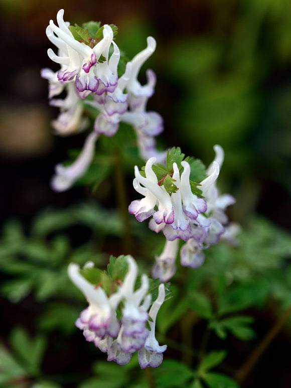 Lerchensporn Corydalis ‘Merlin’ im schattigen Garten