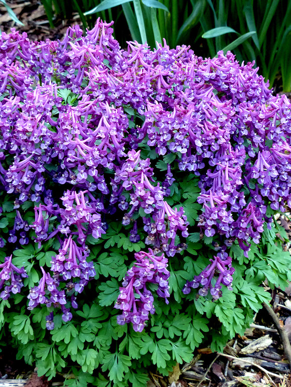 Corydalis solida ‘Purple Bird’ mit farnartigem Laub und intensiver Blütenfarbe