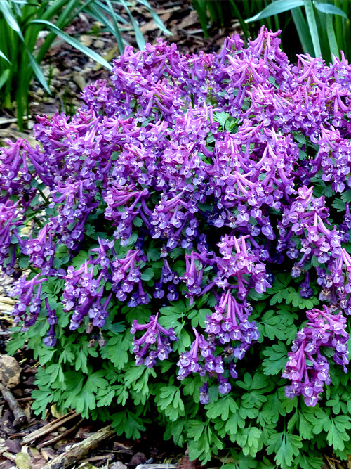 Frühjahrsblüte von Corydalis ‘Purple Bird’ unter Gehölzen