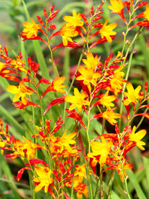 Montbretien Harlequin (Crocosmia)