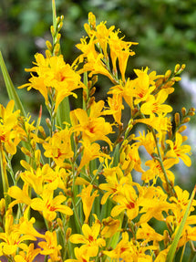 Montbretien Hot Spot (Crocosmia)